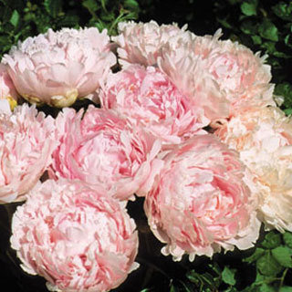 Pillow Talk Peony, 3-5 eye